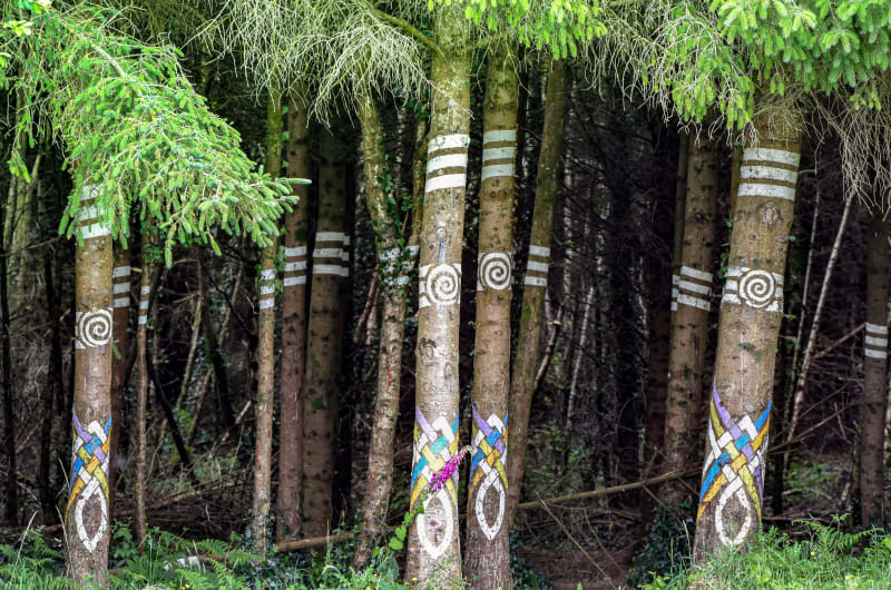 Trees with painted white bands and Celtic knots klmtgy