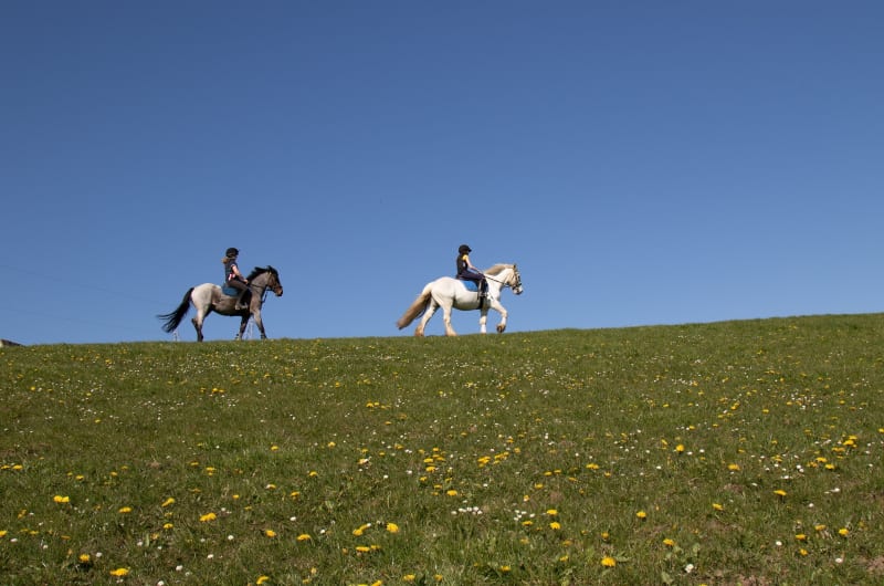 Two People Riding Horses On A Flowery Hill