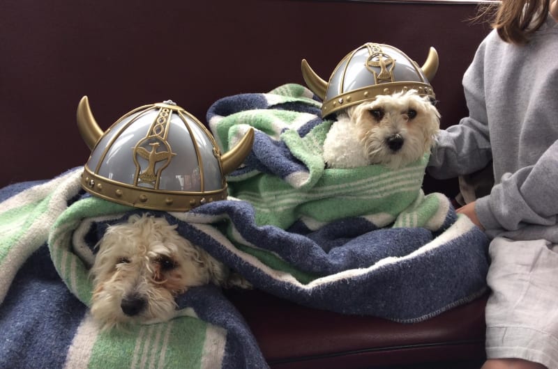 Two fluffy dogs wearing Viking helmets and blankets