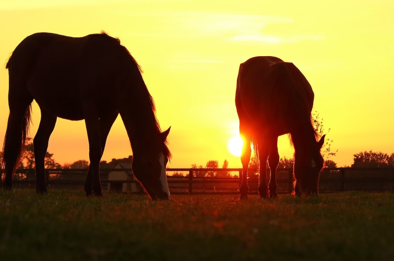 Two horses grazing in a field at sunset