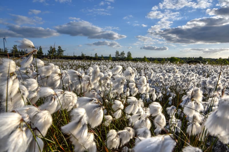 White cotton grass field under blue cloudy sky