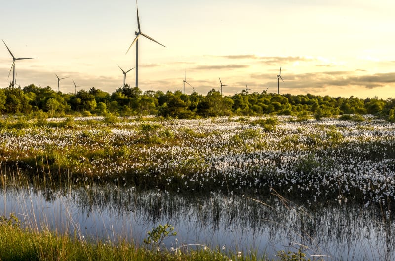 Wind turbines over a field of cotton grass