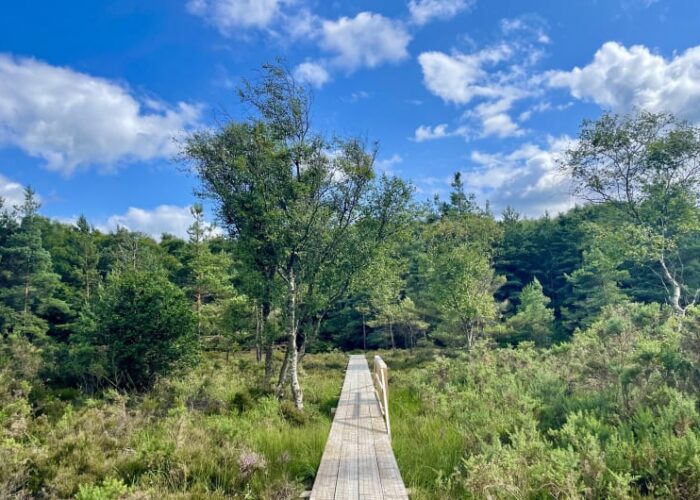 Wooden Boardwalk Leading Through Lush Green Forest zvoxvm