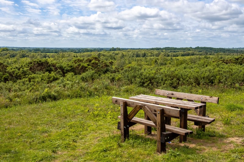 Wooden Picnic Table Overlooking Green Forest Landscape ttyuw5