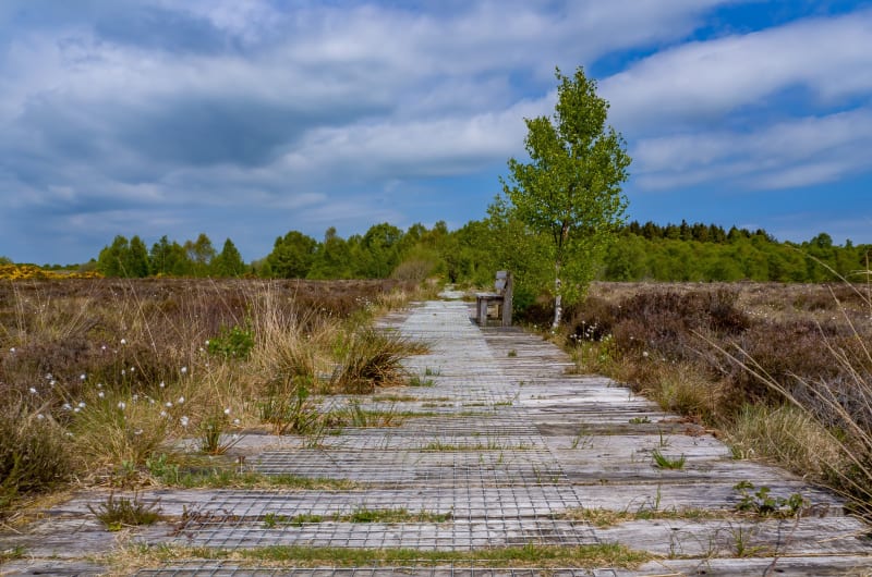 Wooden boardwalk through bog with bench and trees nkigjq