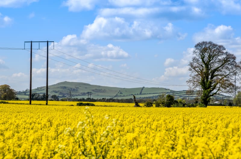 Yellow flower field with hills and power lines