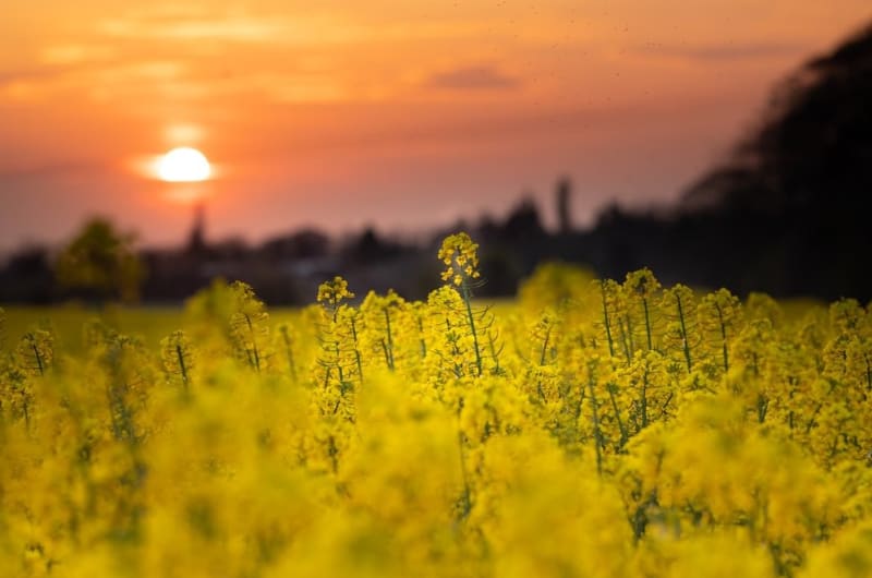 Yellow flowers in a field at sunset sgk4su
