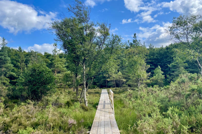 bog boardwalk greenery blue sky