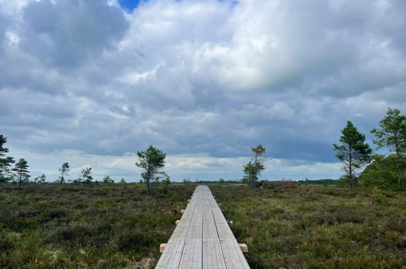 bog boardwalk straight path