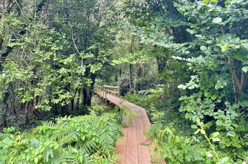 bog boardwalk turning into trees
