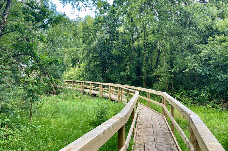 bog boardwalk turning left into trees