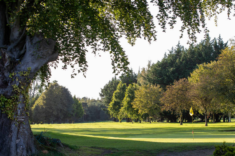 edenderry golf large tree by green