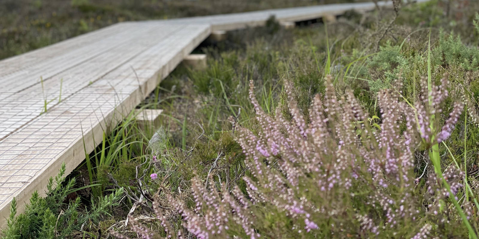header bog boardwalk