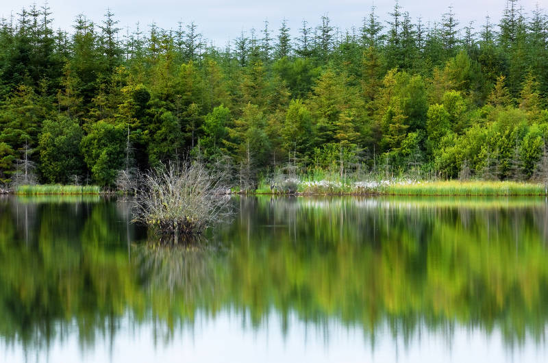 lake and trees