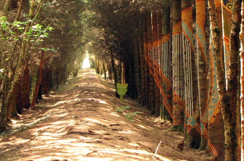 painted trees in woodland path