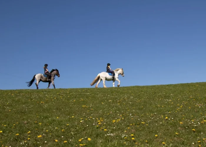 two horse riders on grassy field