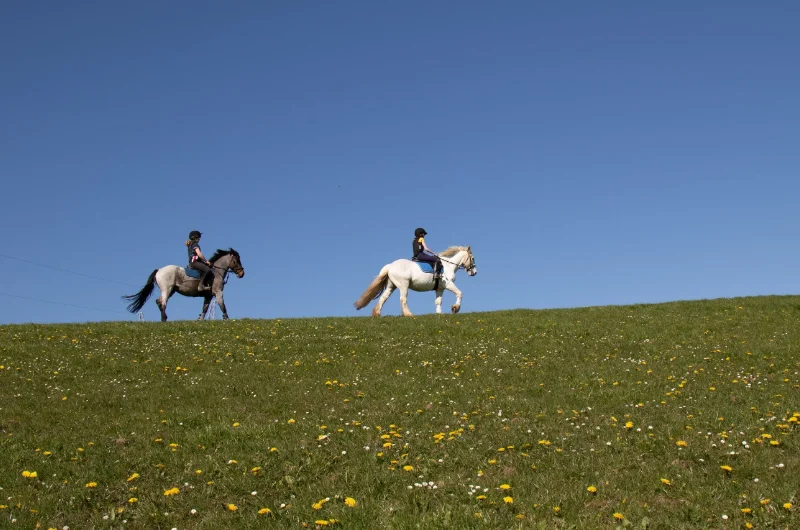 two horse riders on grassy field