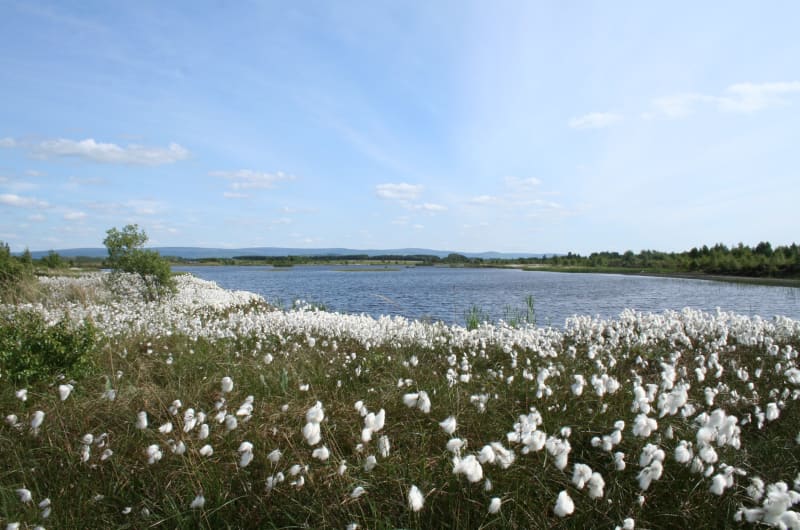 Bog Cotton Field By A Lake Under Blue Sky