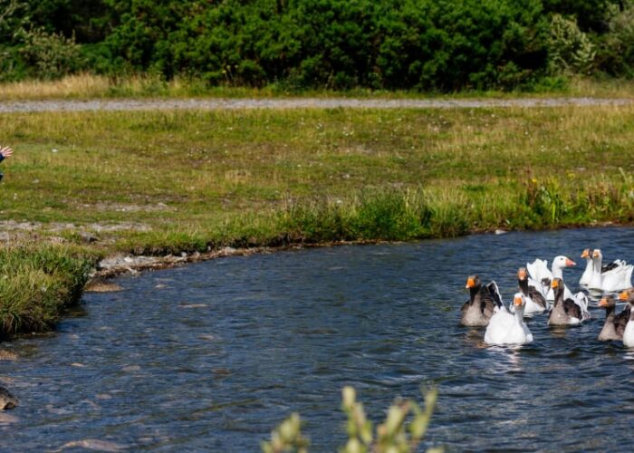 Child by pond with group of swimming geese