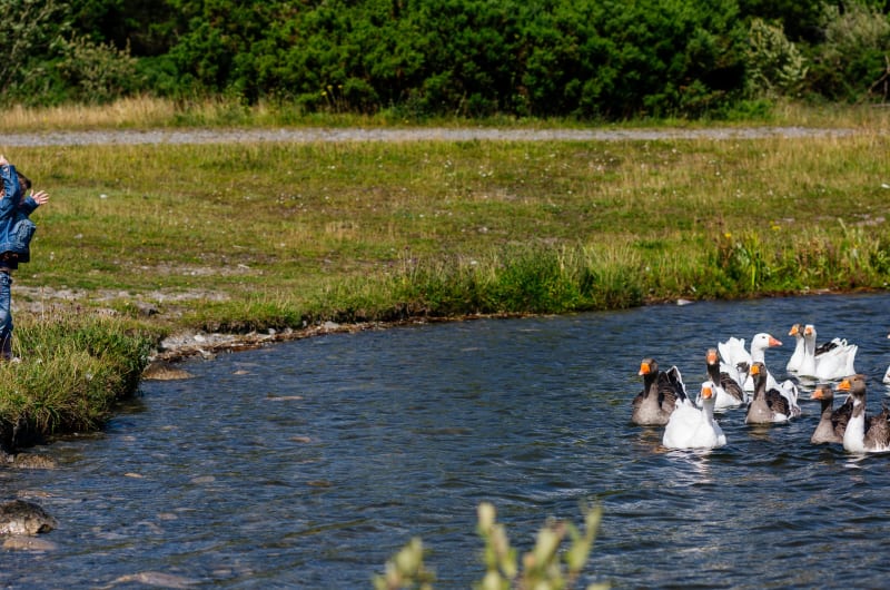 Child by pond with group of swimming geese