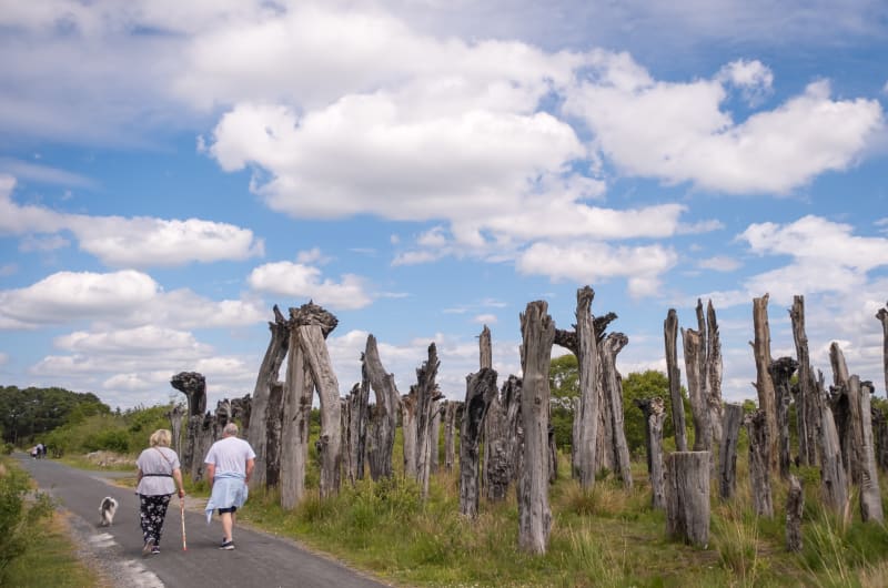 Couple walking dog past tall weathered wooden stumps u47uov
