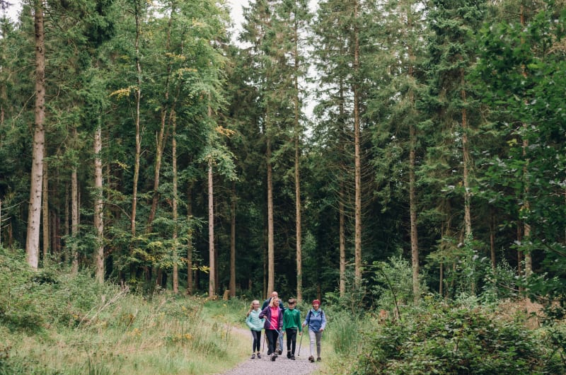 Family walking on a trail through dense forest kvi20o