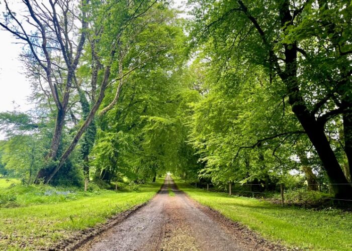 Lush Green Trees Lining A Dirt Road