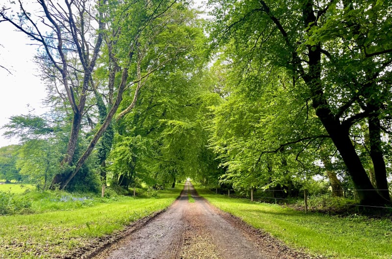 Lush Green Trees Lining A Dirt Road