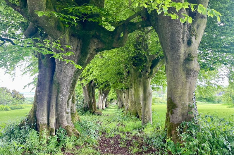 Row of ancient trees forming a natural arch