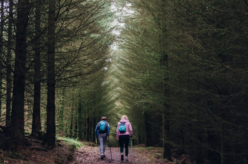 Two Women Hiking Through Dense Pine Forest z1eolw