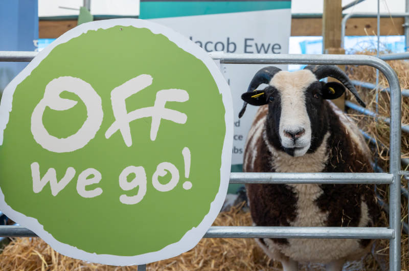 sheep with off we go sign
