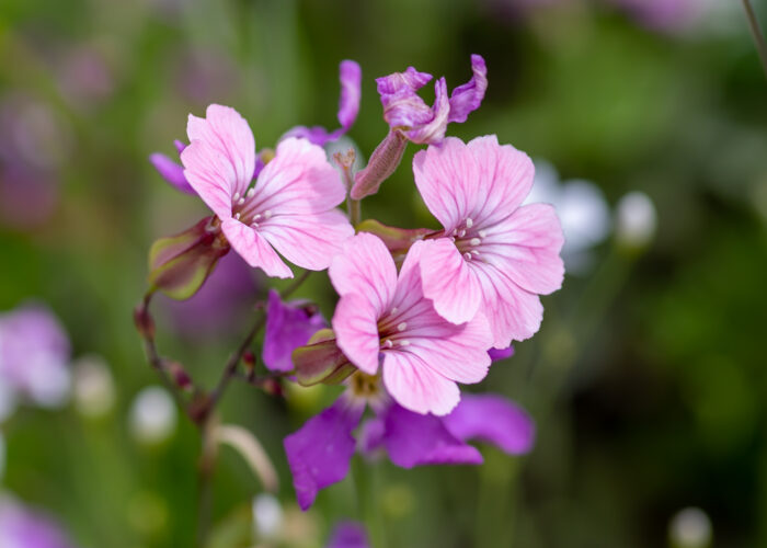 pink flowers