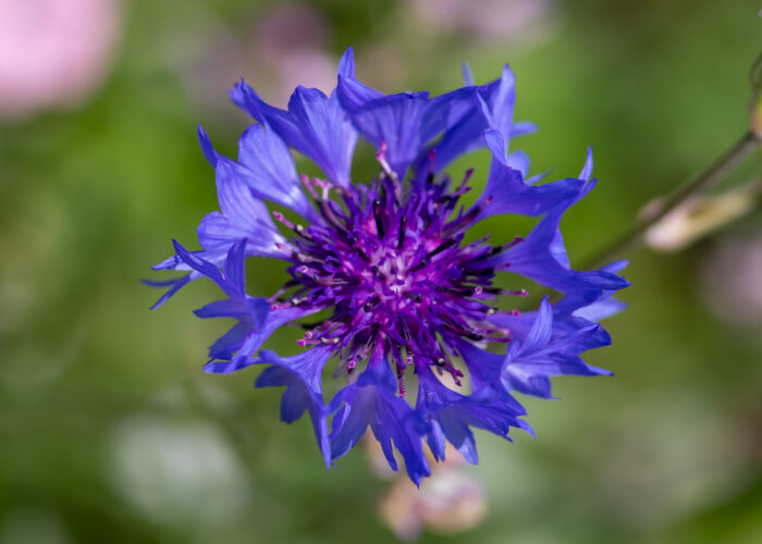 blue flower