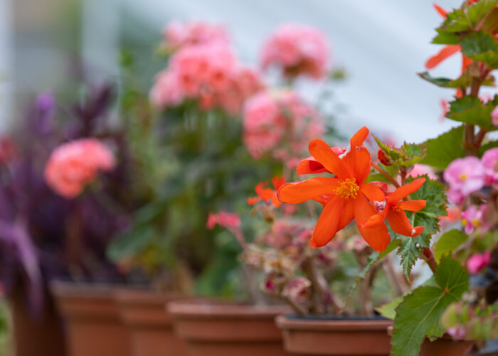 potted flowers