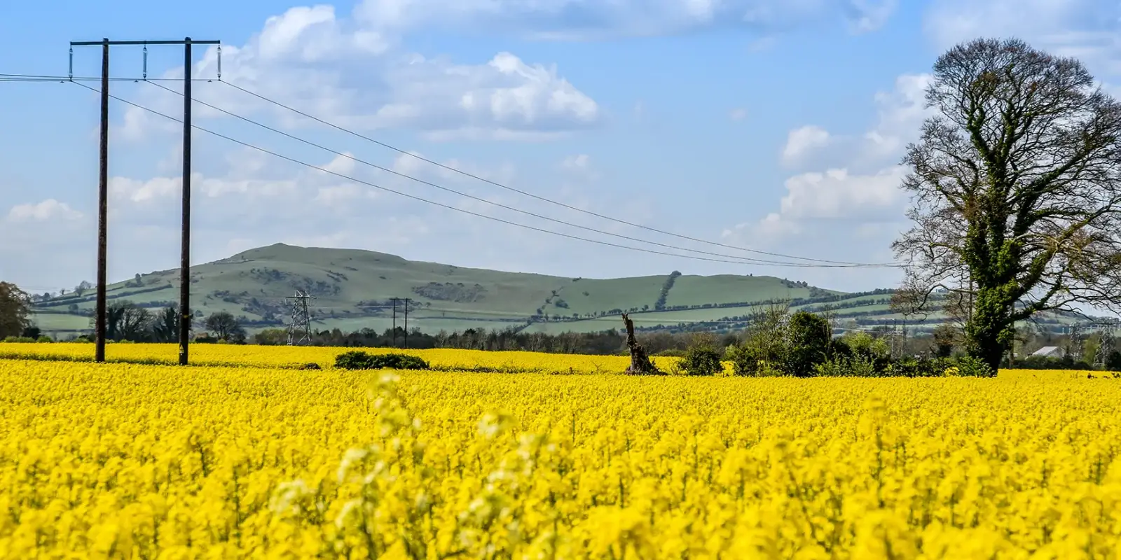 header our top picks rapeseed field